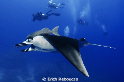 Manta and divers, Ras Ghozlani, Ras Mohamed Park by Erich Reboucas 